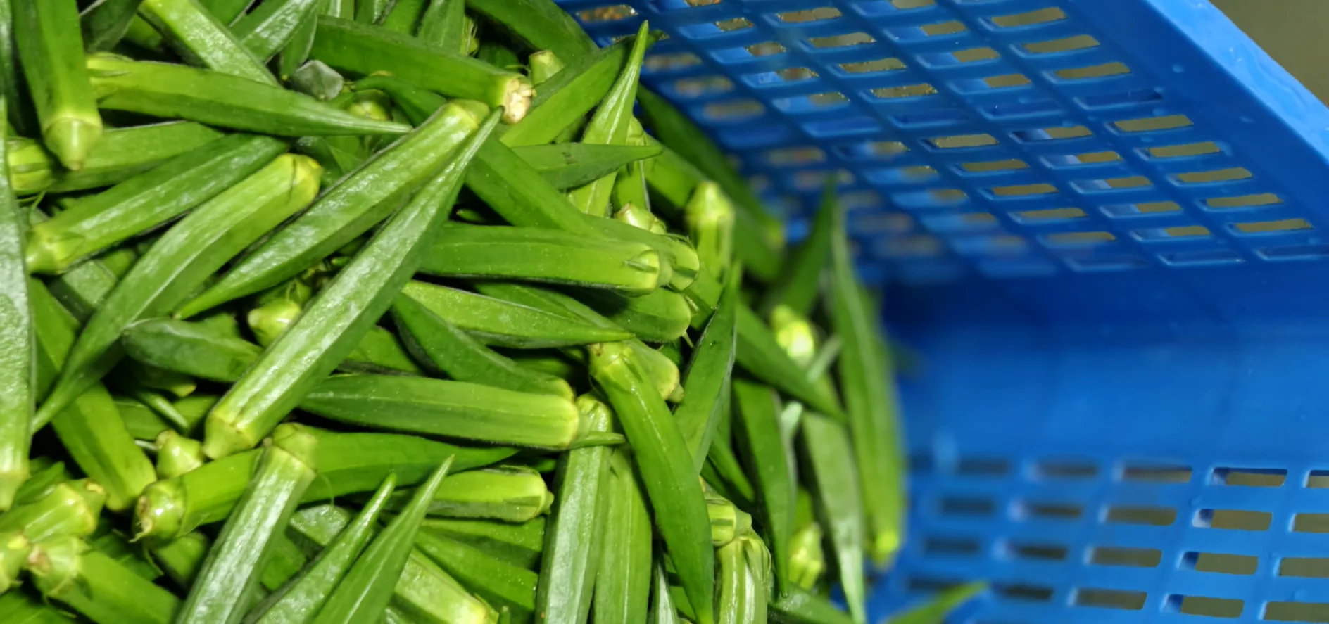 海伦阿姨工厂实拍